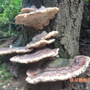 자연의쉼터 이미지