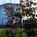 백수 농장 이미지