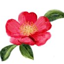 Winter Yuletide Camellias Clipart 이미지