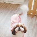 남뽕애견샵