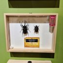 여주박물관화장실 | 여주 아이랑갈만한곳 여주곤충박물관 해외곤충기획전