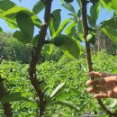 김천아그로 | #자두 도담에 기형과 없이 이런 착과는 처음 봅니다! 병충해도 없고, 잎도 좋고 냉해 없이~