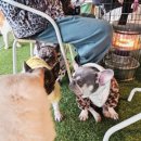 서촌동 댕번지 이미지