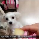 CH동물병원 네이버블로그