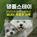 영동 매천리 이암사와 마애불 | 댕플스테이: 강아지랑 절에 들어갈 수 있다고?