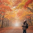 석탄1리 입구 간이화장실 | 태백 철암 단풍 군락지, 11월 늦가을의 숨겨진 보석