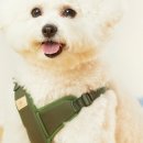 퍼피랜드 이미지