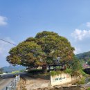 느티나무골펜션 | [ 성지순례 ]대전교구 성거산 성지