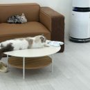 캣플헤븐 AK플라자금정점 이미지