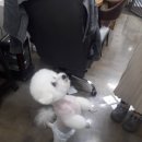 산성애견 이미지