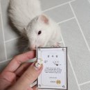 스니피드 이미지