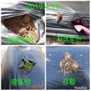 토란과 강황 서리태 슈퍼백도라지 민엄나무뿌리삽목 블루베리 2019.4.19 이미지