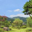 은해사 벚꽃길 이미지