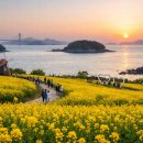 진도군청(진도아리랑 시네마) | 진도 보배섬 유채꽃 축제 – 봄에 꼭 가봐야 할 남도의 노란 물결 여행