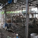 달봉이네 이미지