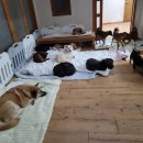 고양이 쉼터 이미지