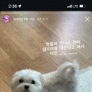 라움펫살롱 이미지