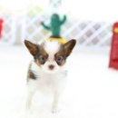 레드앤화이트독 이미지