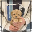 부산강아지분양 디몽 광안리본점 | 관리가 잘 된 부산강아지분양 디몽 광안리본점 추천합니다