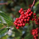 아너힐즈약국 이미지