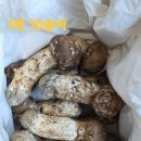 송이버섯 3등 정지품 500g 3셋트 이미지