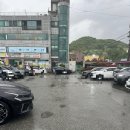 목화반점 이미지