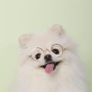 우리푸딩