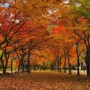 지리산 피아골 단풍축제 이미지