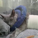 비엔동물전문의료센터 | 7살 고양이 디스크 수술 후기ㅣ9박10일간의 입원생활과 실제 보호자 이야기 #2 비엔동물전문의료센터