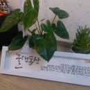 물댄동산 네이버블로그