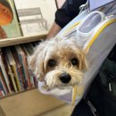 영덕 천연 탄산수 캠핑장 | 20250909-20250911 양산-부산-영덕-청송-안동 여행기 | 한치 앞날을 알 수 없는 일정 (애견동반 국내여행)