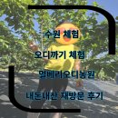 멀베리 | 수원 아이랑 체험 오디따기 멀베리오디농원 재방문 내돈내산 5세아이랑 오디따기체험 /오디쨈