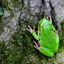 유럽청개구리 [유럽나무개구리, European tree frog] 이미지