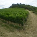 와인의 본고장인 토스카나 지방의 끼안티 클라시코 와인어리를 찾아서(2009.6.23)-이태리 여행 제 9화 이미지