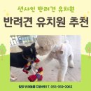 선샤인 반려견 유치원 이미지