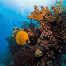 바깥자포 이미지