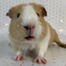 보리수하 | 한 번뿐인 열아홉 끝에서