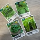 접지농장 | 다이소 씨앗 베란다 텃밭 실패 후기 : 고수, 깻잎, 로켓루꼴라, 엇갈이