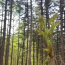 얼레지펜션 이미지