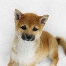이누 이미지