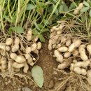 땅콩축산 이미지