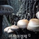 유기농표고마을
