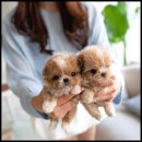 조이퍼피 강아지분양 이미지