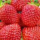 내농장 | 6시내고향 청주 딸기 농장 택배 주문 정보