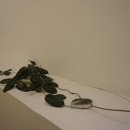 보아즈 맨션 이미지