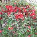 신두만곡로 이미지