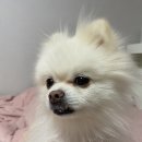 화산켄넬 이미지