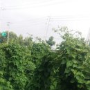 서천농장 Daum카페