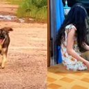 댕댕이집 이미지