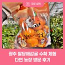 다연 | 광주 팔당애감귤 수확 체험 다연 농장 방문 후기